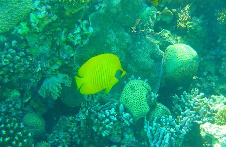 Ausflug zum Schnorcheln mit Insel-Fahrt von Makadi Bay aus