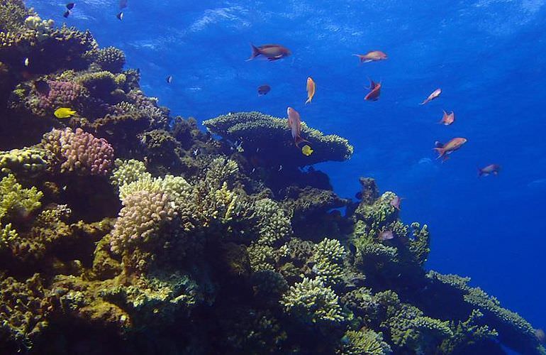 Ausflug zum Schnorcheln mit Insel-Fahrt von Makadi Bay aus