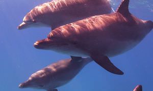 Delfin Tour ab Makadi Bay - Schwimmen mit freilebenden Delfinen