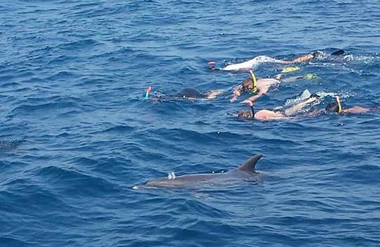 Private Delfin Tour in El Gouna - Privater Bootsausflug zum Schnorcheln