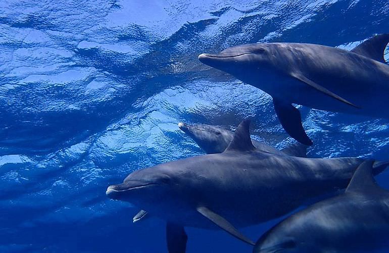 Private Delfin Tour in El Gouna - Privater Bootsausflug zum Schnorcheln