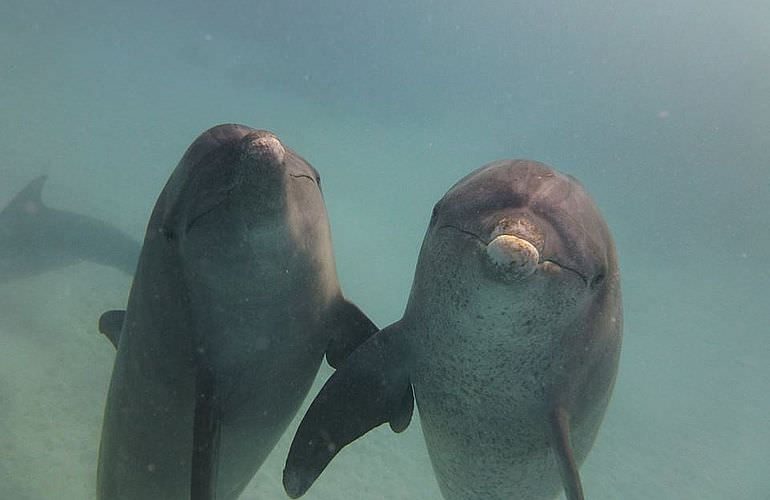 Delfin Tour in Makadi Bay - Schwimmen mit freilebenden Delfinen