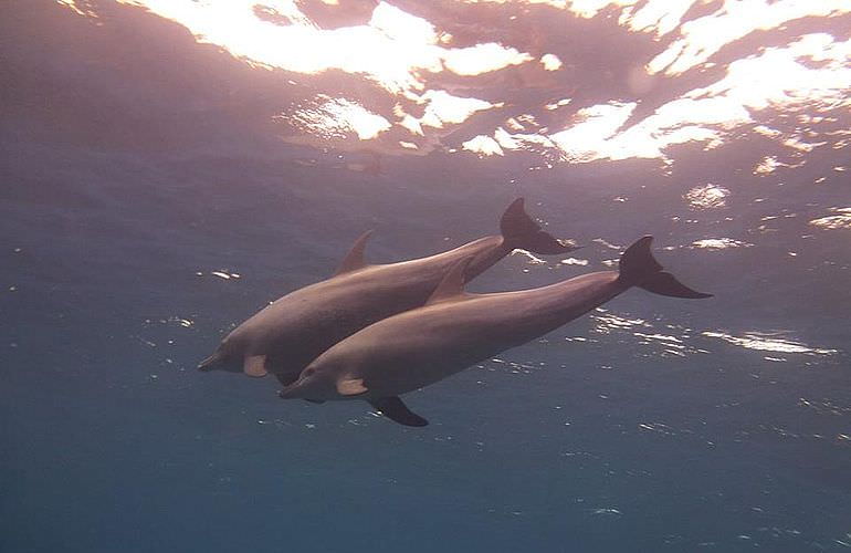 Delfin Tour in Makadi Bay - Schwimmen mit freilebenden Delfinen