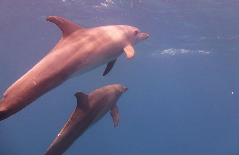 Privater Ausflug zu den Delfinen mit Speedboot ab Makadi Bay