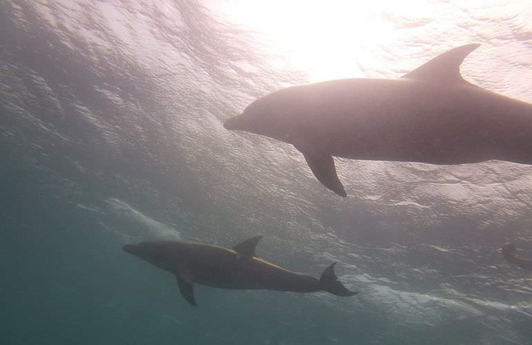 Private Delfin Tour in Makadi Bay - Privater Bootsausflug zum Schnorcheln