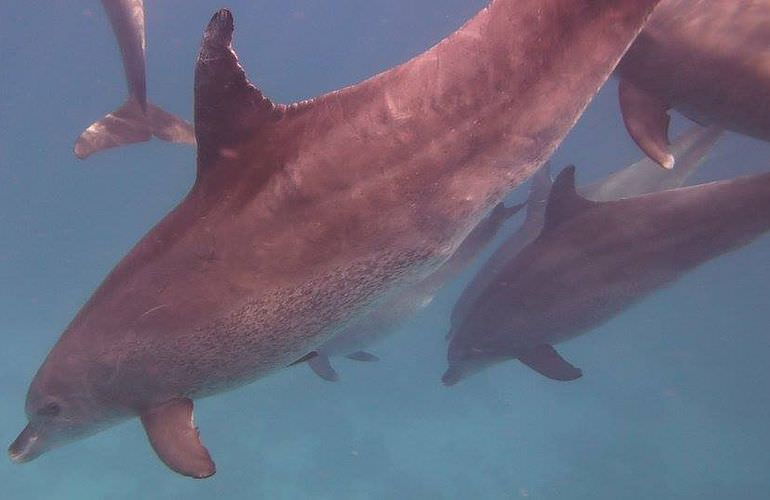 Delfin Tour in Makadi Bay - Schwimmen mit freilebenden Delfinen