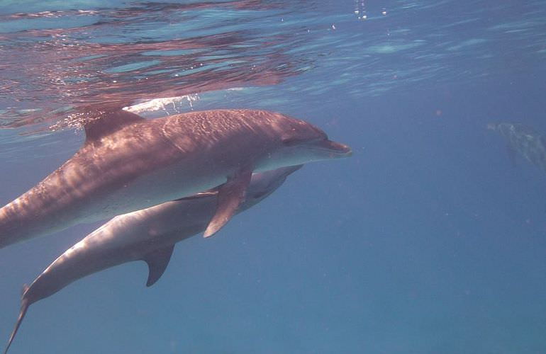 Privater Ausflug zu den Delfinen mit Speedboot ab Makadi Bay