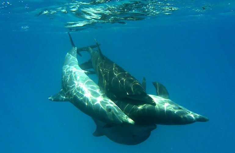 Delfin Tour in Makadi Bay - Schwimmen mit freilebenden Delfinen