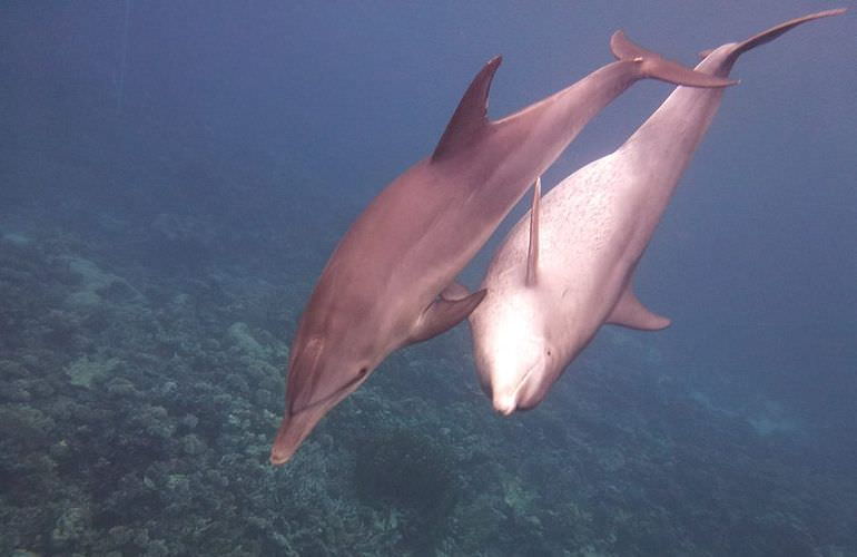 Private Delfin Tour in Makadi Bay - Privater Bootsausflug zum Schnorcheln