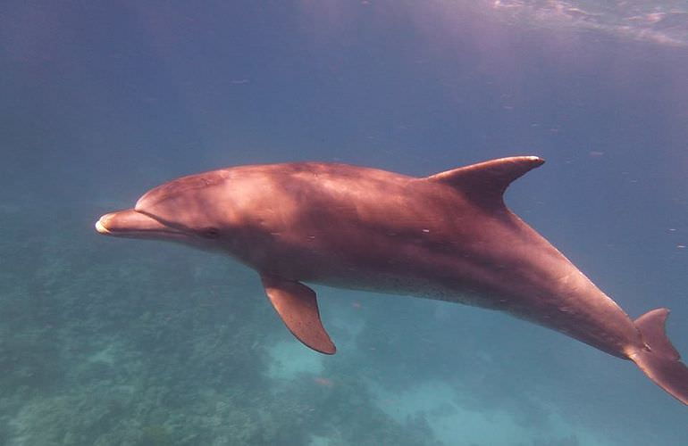 Delfin Tour in Makadi Bay - Schwimmen mit freilebenden Delfinen