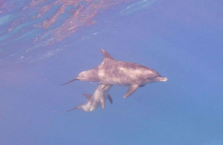 Delfin Tour in Makadi Bay - Schwimmen mit freilebenden Delfinen