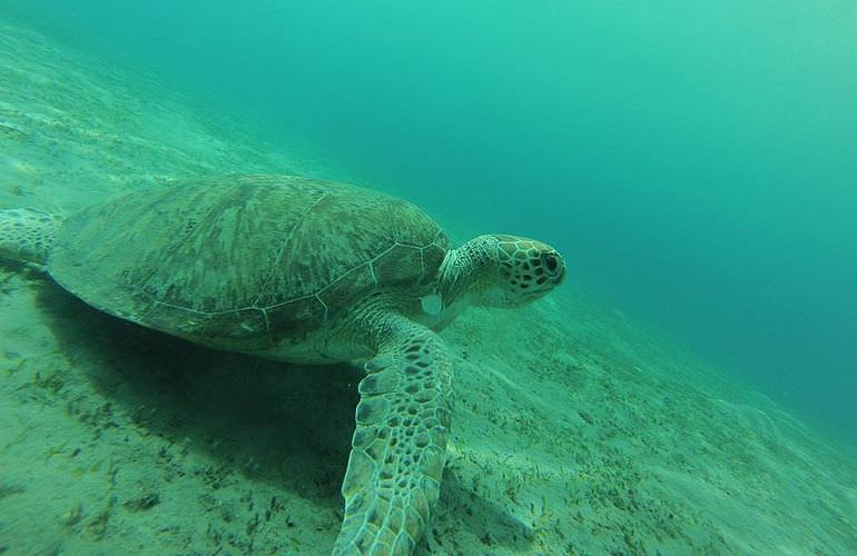 Private Delfin Tour in Makadi Bay - Privater Bootsausflug zum Schnorcheln