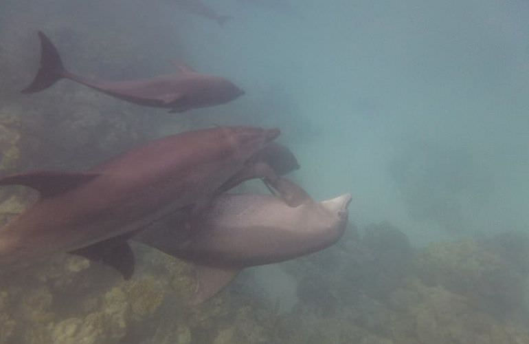 Delfin Tour in Makadi Bay - Schwimmen mit freilebenden Delfinen