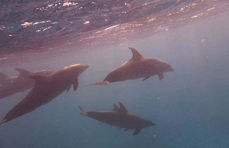 Delfin Tour in Makadi Bay - Schwimmen mit freilebenden Delfinen