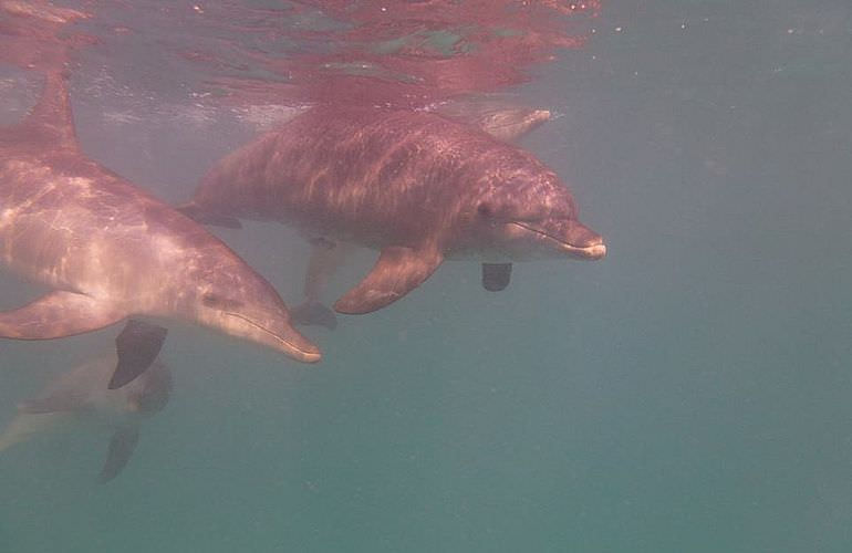 Delfin Tour in Makadi Bay - Schwimmen mit freilebenden Delfinen