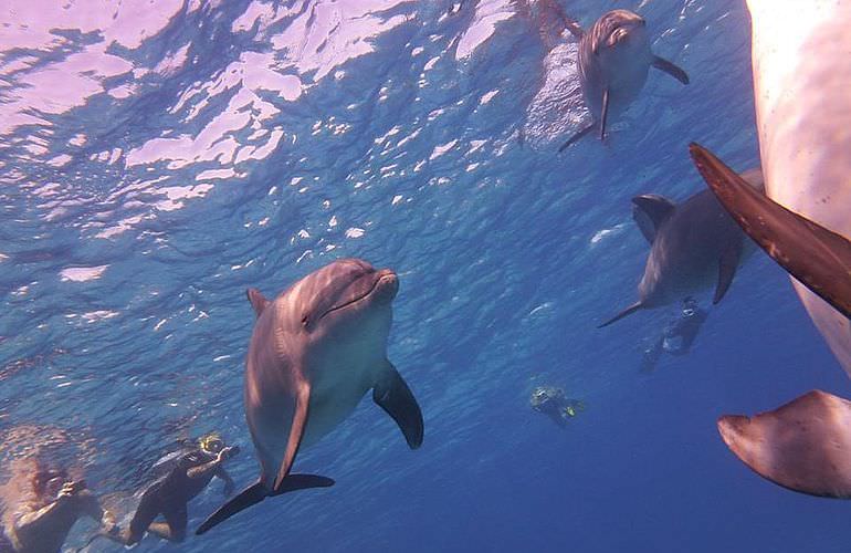 Private Delfin Tour in Makadi Bay - Privater Bootsausflug zum Schnorcheln