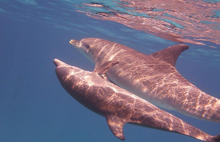 Delfin Tour in Makadi Bay - Schwimmen mit freilebenden Delfinen