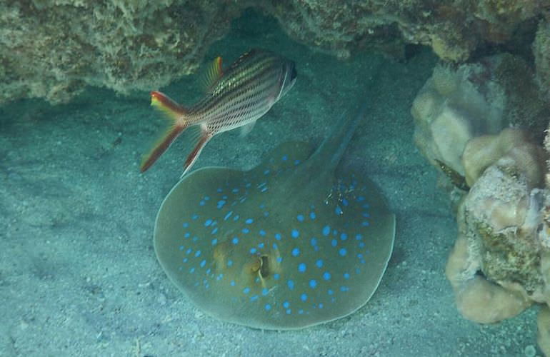 Privater Ausflug zu den Delfinen mit Speedboot ab Makadi Bay