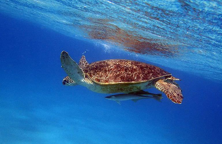 Delfin Tour in Makadi Bay - Schwimmen mit freilebenden Delfinen