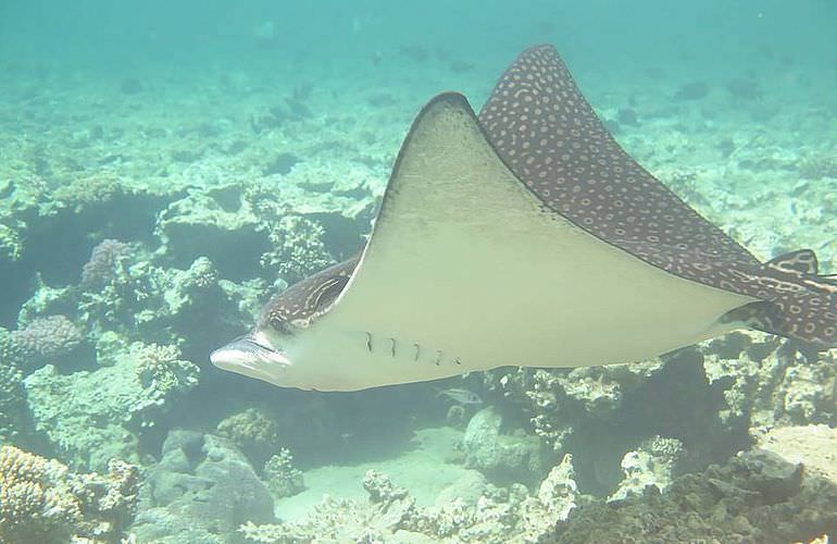 Private Delfin Tour in Makadi Bay - Privater Bootsausflug zum Schnorcheln