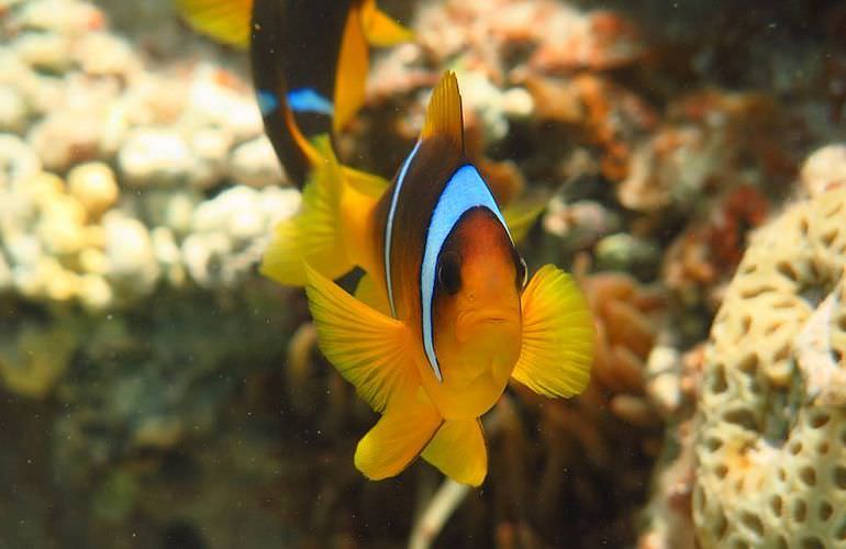 Delfin Tour in Makadi Bay - Schwimmen mit freilebenden Delfinen