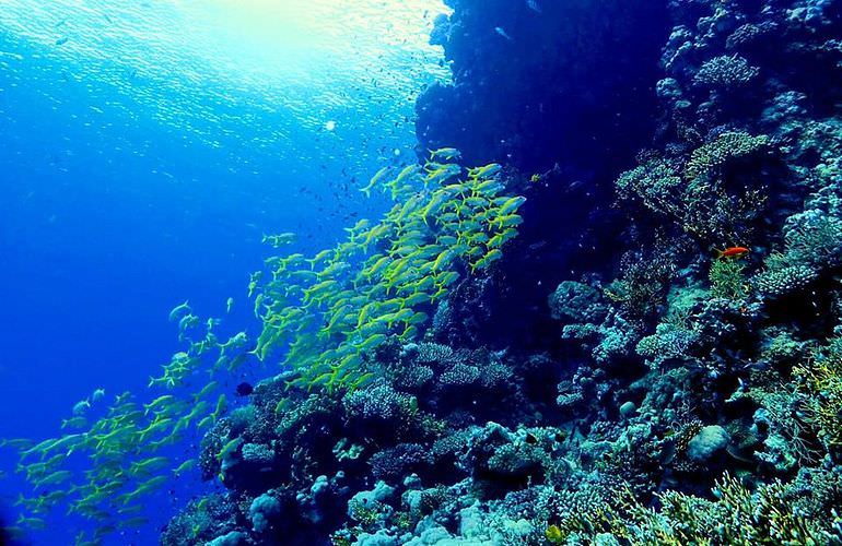 Delfin Tour in Makadi Bay - Schwimmen mit freilebenden Delfinen