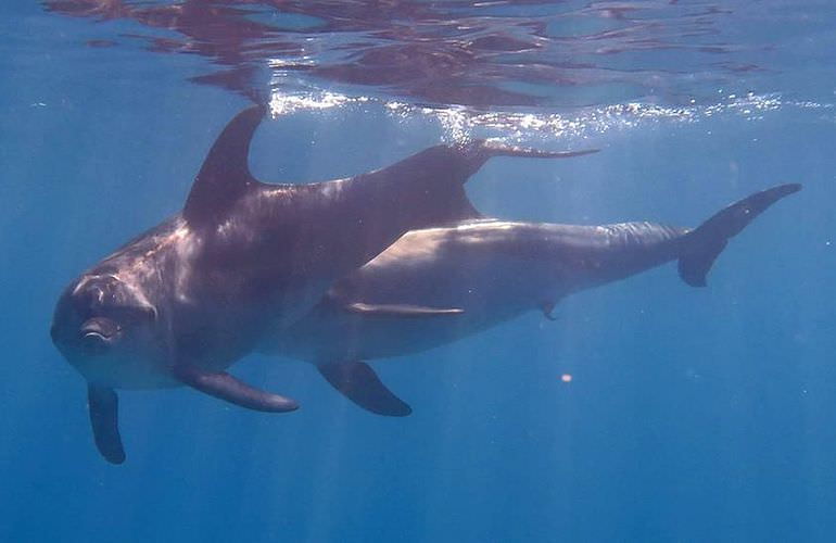 Privater Ausflug zu den Delfinen mit Speedboot ab Makadi Bay