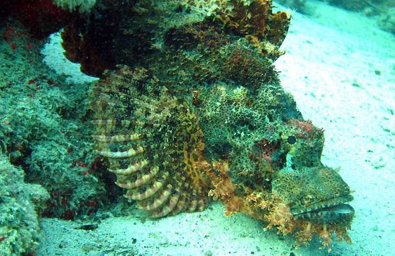 Delfin Tour in Makadi Bay - Schwimmen mit freilebenden Delfinen