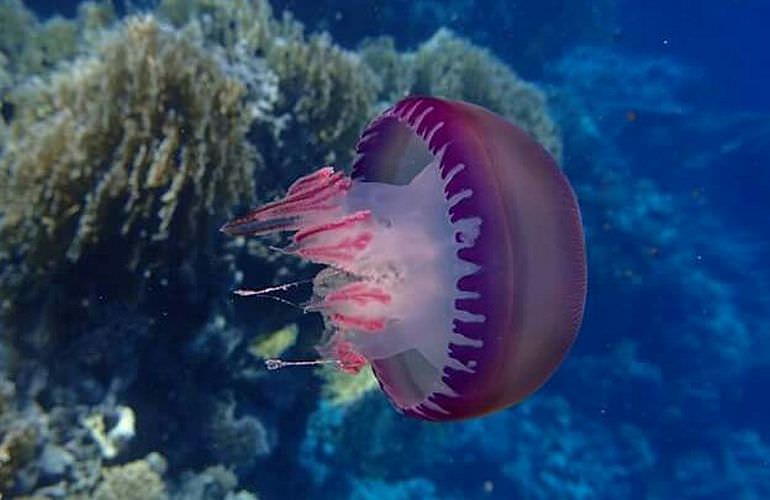 Delfin Tour in Makadi Bay - Schwimmen mit freilebenden Delfinen