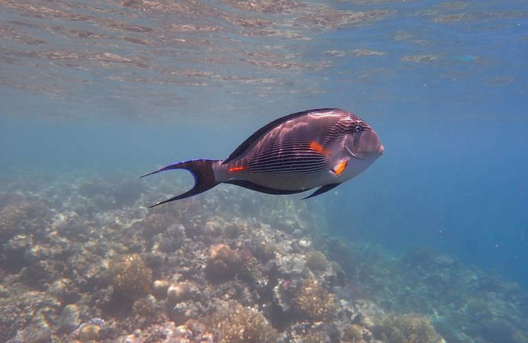 Private Delfin Tour in Makadi Bay - Privater Bootsausflug zum Schnorcheln