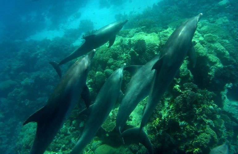 Delfin Tour in Makadi Bay - Schwimmen mit freilebenden Delfinen