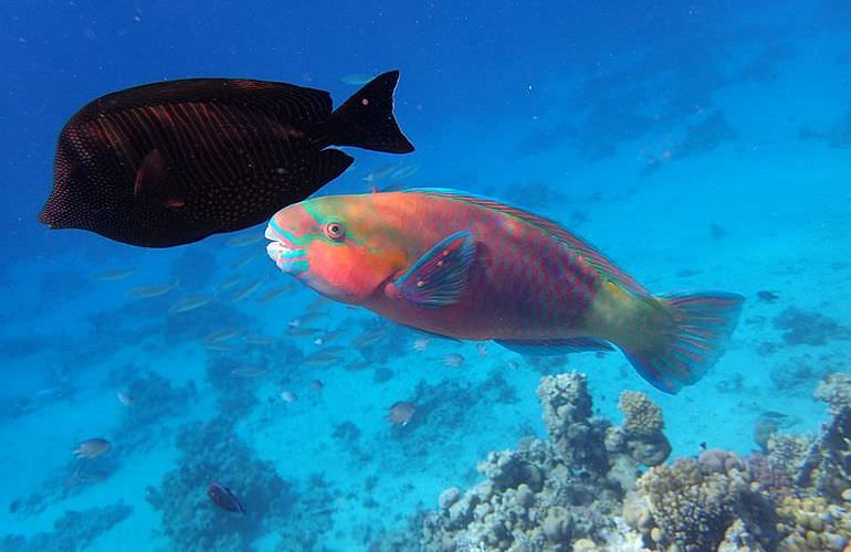 Private Delfin Tour in Makadi Bay - Privater Bootsausflug zum Schnorcheln