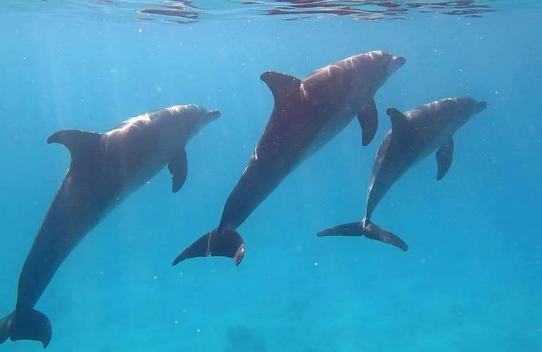 Delfin Tour in Makadi Bay - Schwimmen mit freilebenden Delfinen