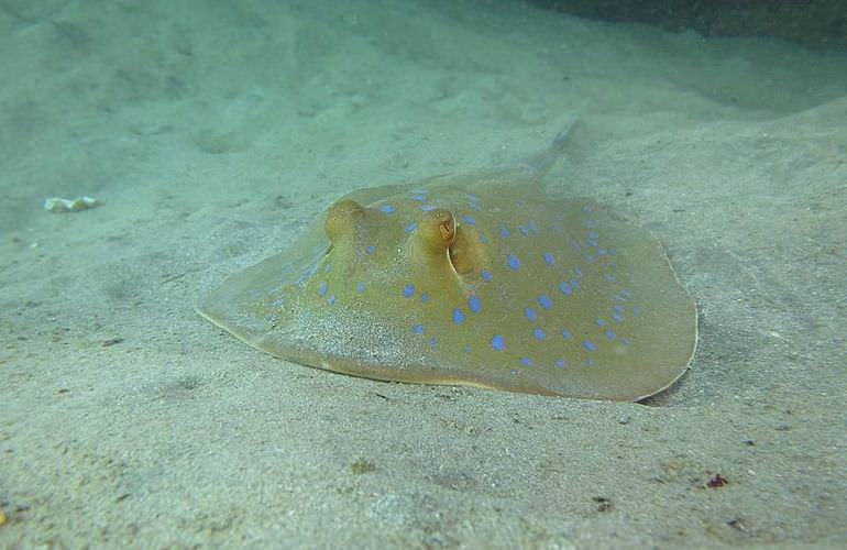 Delfin Tour in Makadi Bay - Schwimmen mit freilebenden Delfinen