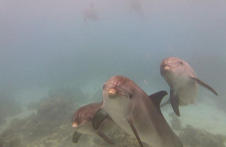 Private Delfin Tour in Makadi Bay - Privater Bootsausflug zum Schnorcheln