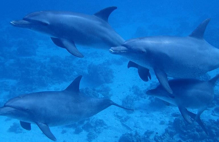 Delfin Tour in Makadi Bay - Schwimmen mit freilebenden Delfinen