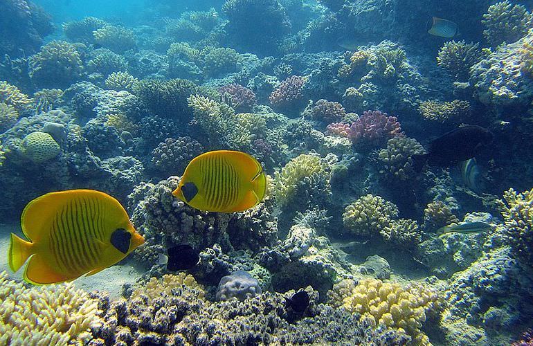 Delfin Tour in Makadi Bay - Schwimmen mit freilebenden Delfinen