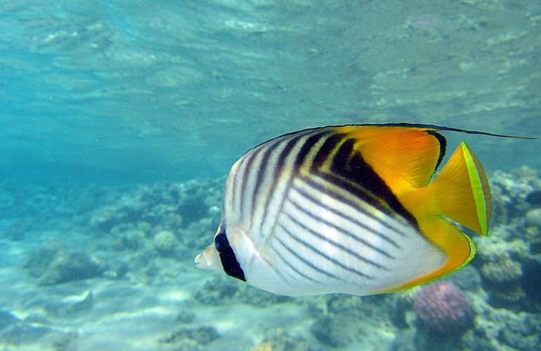 Delfin Tour in Makadi Bay - Schwimmen mit freilebenden Delfinen