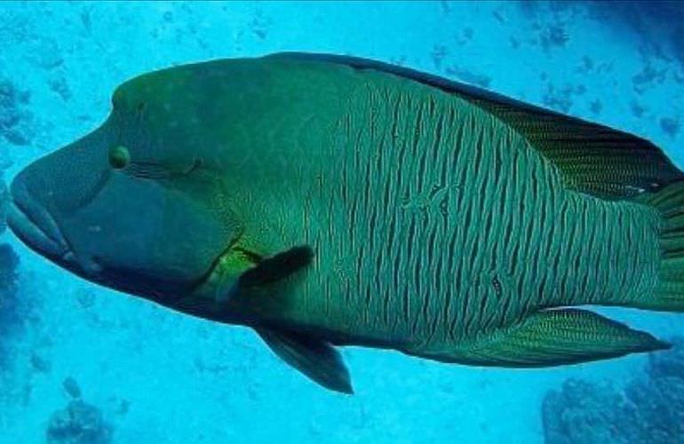 Delfin Tour in Makadi Bay - Schwimmen mit freilebenden Delfinen