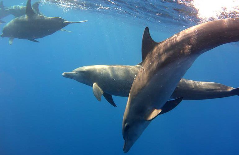 Delfin Tour in Makadi Bay - Schwimmen mit freilebenden Delfinen