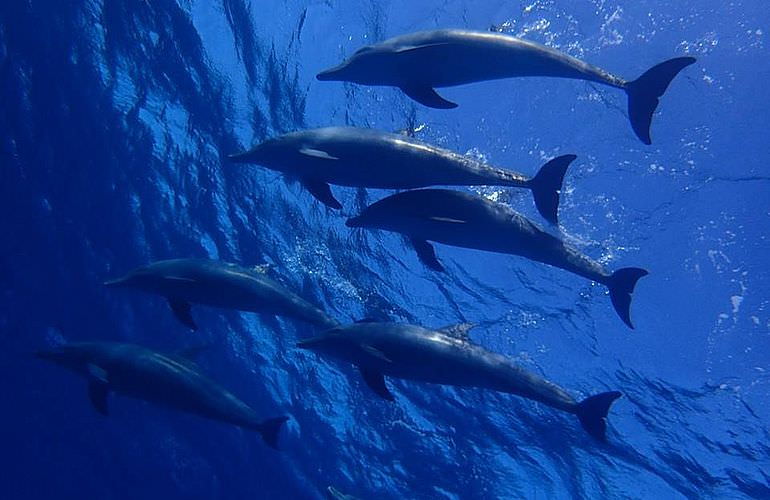 Private Delfin Tour in Makadi Bay - Privater Bootsausflug zum Schnorcheln