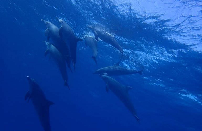 Privater Ausflug zu den Delfinen mit Speedboot ab Makadi Bay