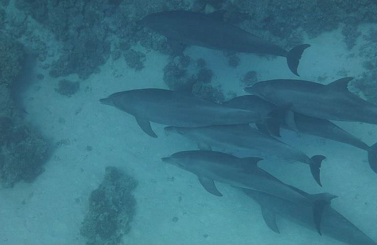 Delfin Tour in Makadi Bay - Schwimmen mit freilebenden Delfinen