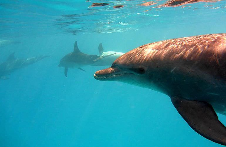 Delfin Tour in Makadi Bay - Schwimmen mit freilebenden Delfinen