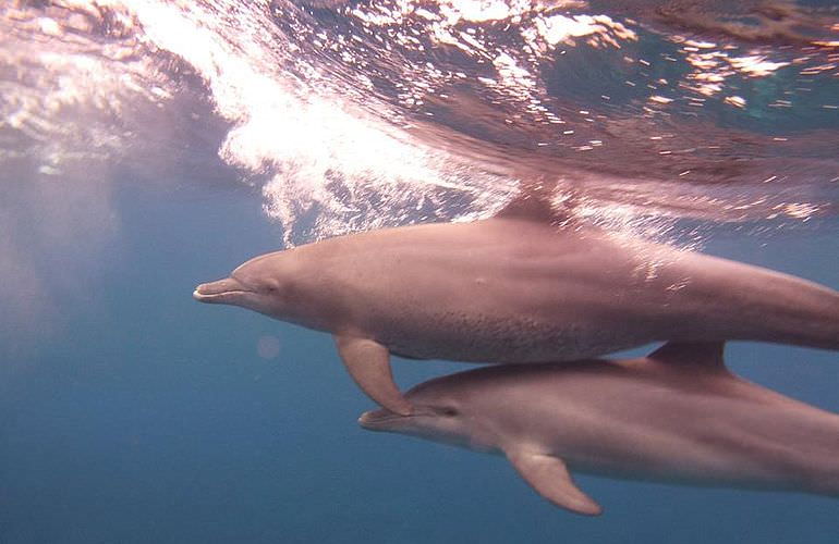 Private Delfin Tour in Makadi Bay - Privater Bootsausflug zum Schnorcheln