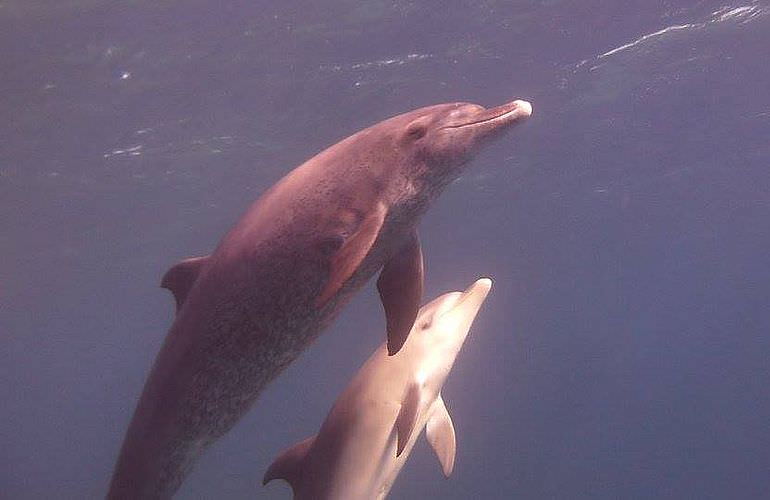 Delfin Tour in Makadi Bay - Schwimmen mit freilebenden Delfinen