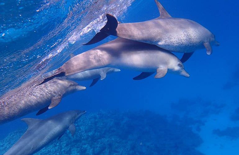Privater Ausflug zu den Delfinen mit Speedboot ab Makadi Bay