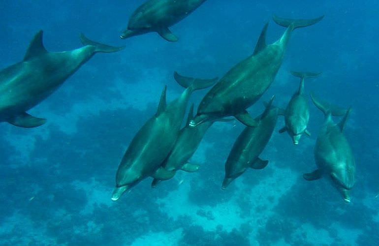 Private Delfin Tour in Makadi Bay - Privater Bootsausflug zum Schnorcheln