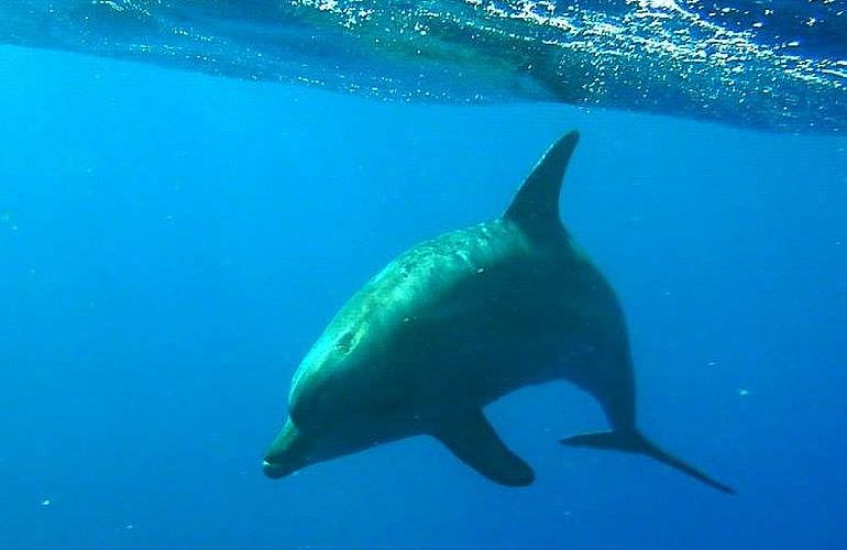 Delfin Tour in Makadi Bay - Schwimmen mit freilebenden Delfinen