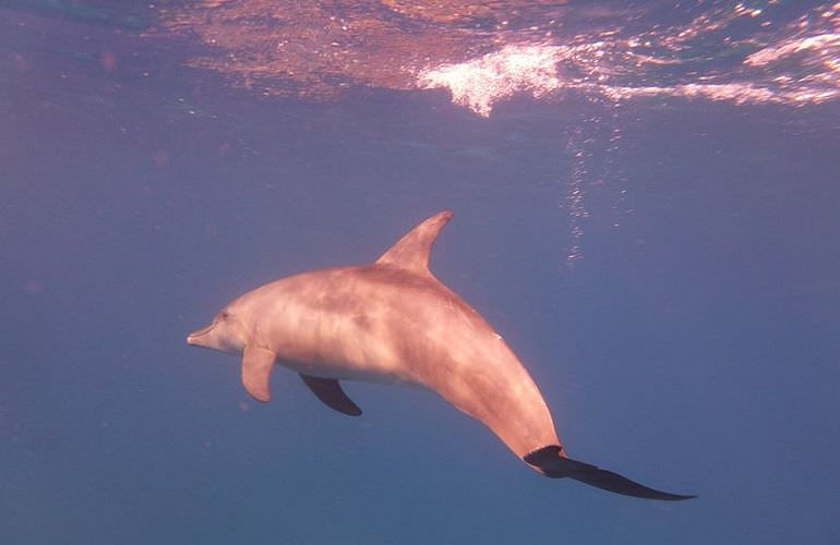 Privater Ausflug zu den Delfinen mit Speedboot ab Makadi Bay